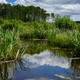 Illustration for article titled Greenwater Provincial Park (picture heavy)